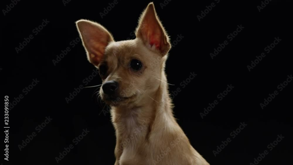 Adorable Puppy On Black Background Chihuahua 4.mov Adorable Puppy On Black Background Chihuahua 4.mov