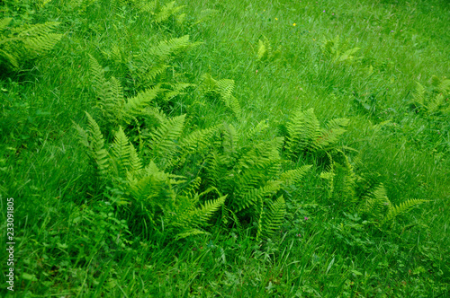 Green fern in a summer park of Schloss Fasanarie in Fulda  Hessen  Germany