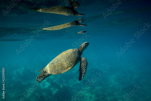 Fototapeta Naklejka Na Ścianę i Meble -  Hawaiian Green Sea Turtle Surfacing to Breathe