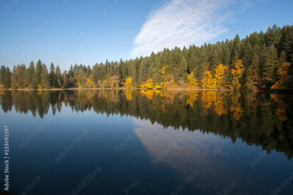 Fototapeta premium reflection of trees in water
