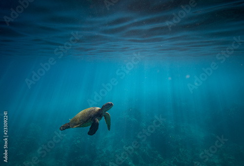 Hawaiian Green Sea Turtle Surfacing to Breathe