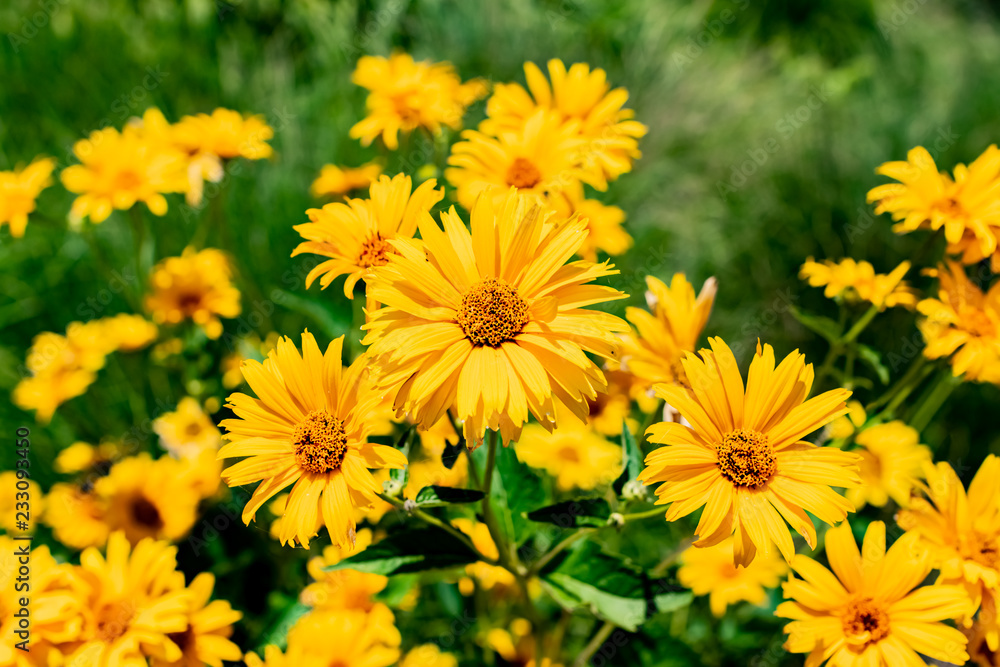 Yellow Rudbeckia Coneflower and Black-Eyed-Susan Sunflowers in Bloom during the warm summer sun. Yellow Rudbeckia Coneflower and Black-Eyed-Susan Sunflowers in Bloom during the warm summer sun.