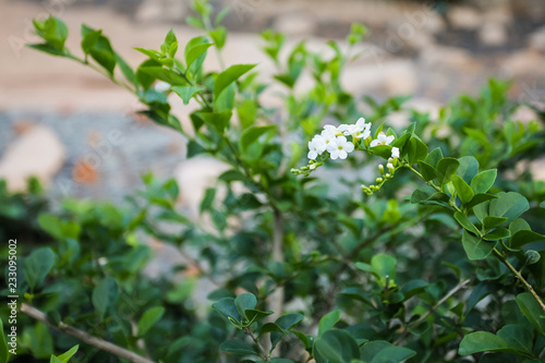 Blossom white flowers of Duranta erecta or Golden dewdrop or Skyflower tree on blurred background of green leaves.