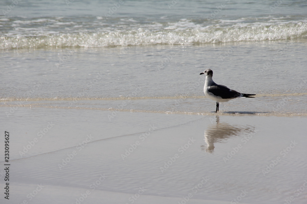 Seagull on the seashore