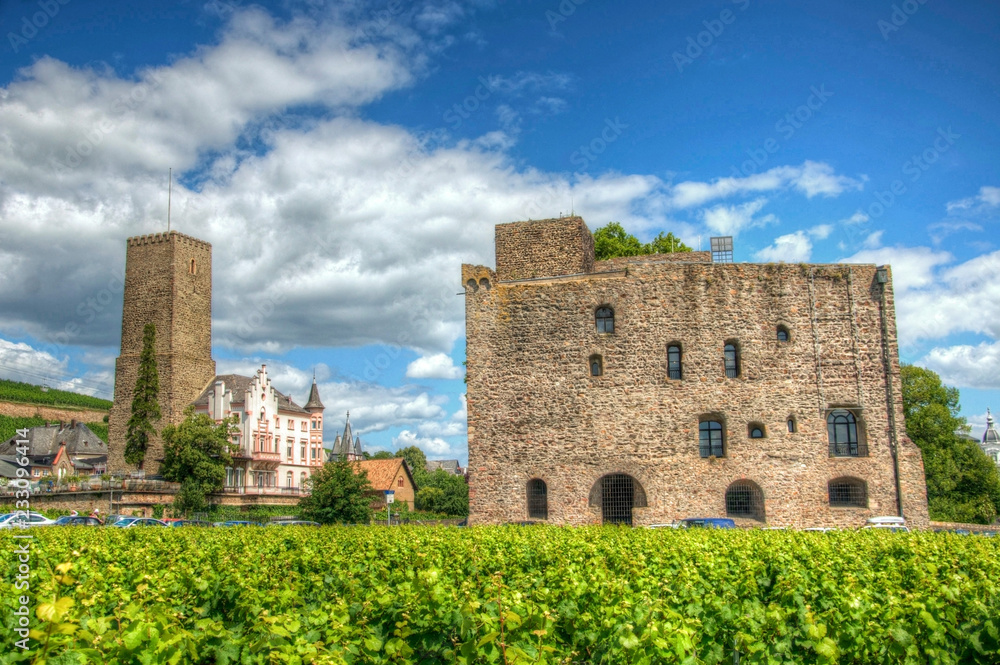 Vineyard near medieval castle fortress Boosenburg, Ruedelsheim, Hessen, Germany