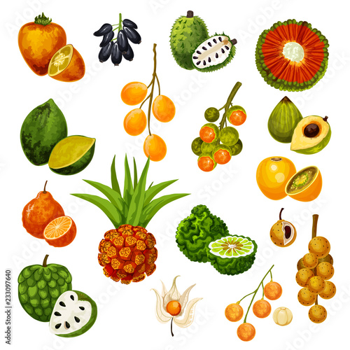 Exotic tropical fruits, vector icons