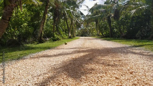 a secluded road in guam with crushed stones as the road way and palm trees line the sides. photo