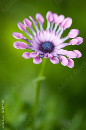 Dreamy closeup of blue and white daisybush