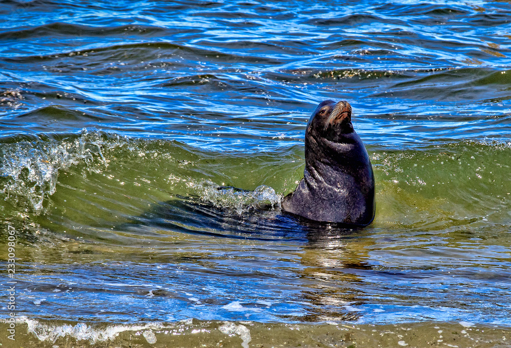 Fototapeta premium majestic sea lion in surf