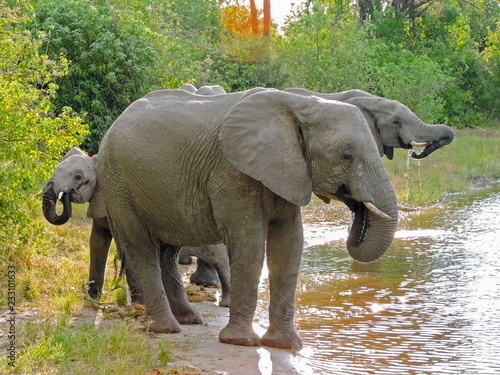 Elephant Family at Watering Hole