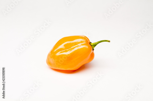 Burning Bush Habanero - Hot Pepper