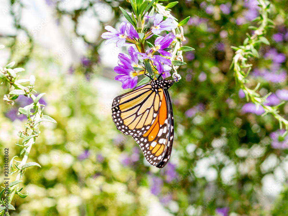 Monarch Butterfly hanging from flower