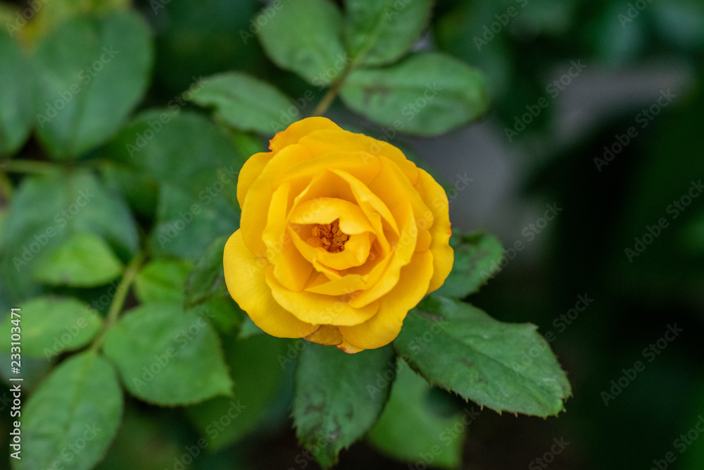 Yellow rose with green leaves blooming in garden Yellow rose with green leaves blooming in garden