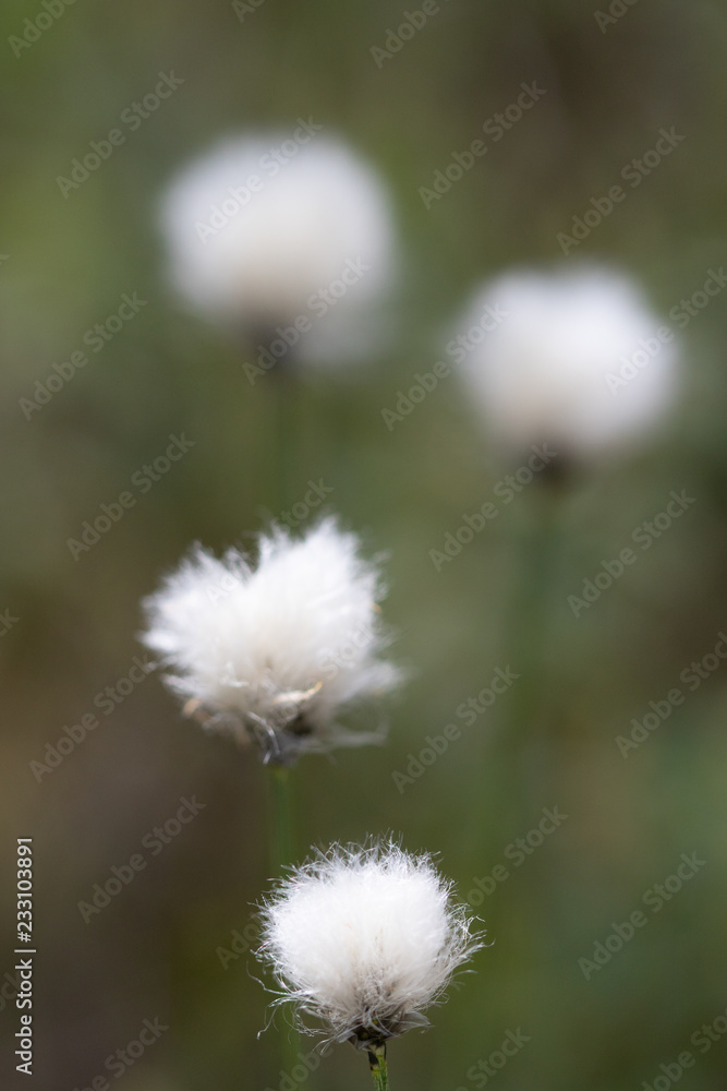 bog cotton