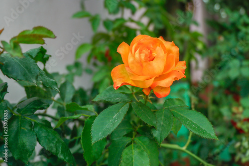 Yellow Pink rose blooming in the garden