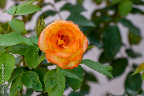 Yellow Rosebud blooming in the garden