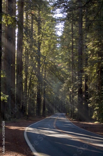 Sunbeams through tall trees in forest