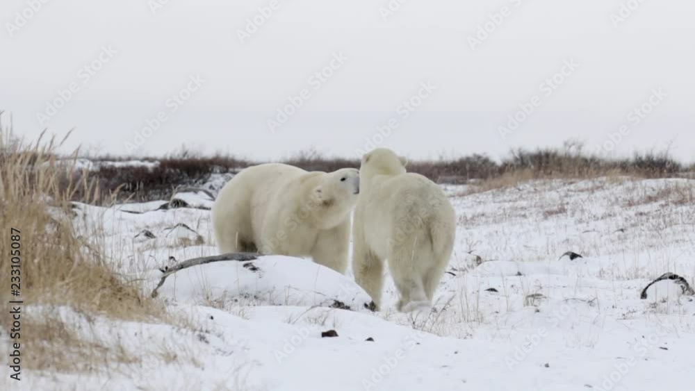 Polar bears courtship Beautiful shot of 2 Polar bears playing Polar bears courtship Beautiful shot of 2 Polar bears playing