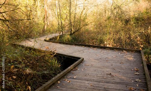 Wooden bridge/road into the fall forest during golden hour