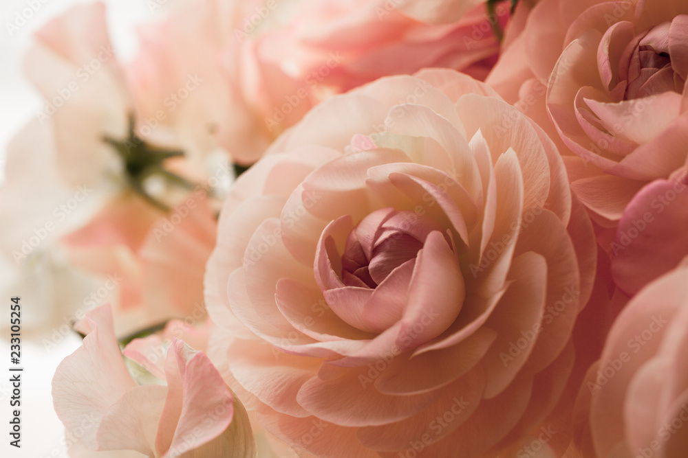 ラナンキュラスとスイートピー