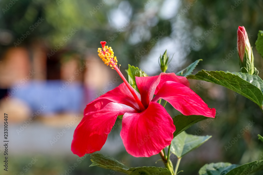 Red hibiscus flower bloom in garden