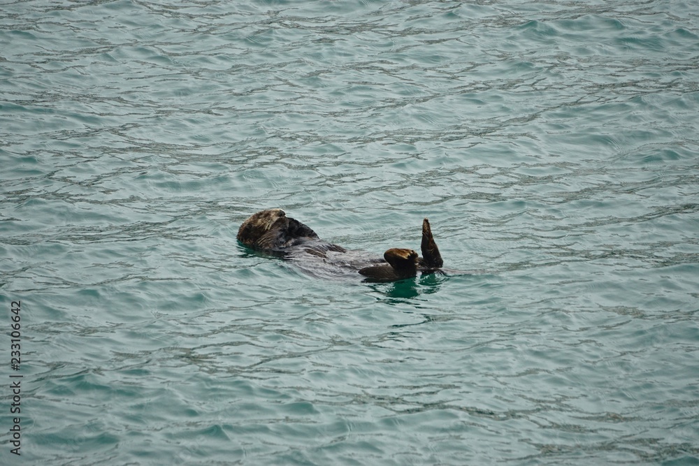 Fototapeta premium Sea otter (Enhydra lutris) -- an entirely aquatic marine otter of North Pacific coasts -- sleeping peacefully in Kachemak Bay, Alaska.