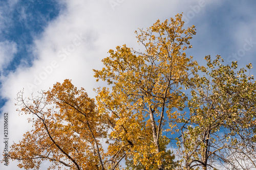 beautiful golden leaves on the tree under the blue sky on a bright cloudy day
