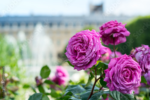 PARIS-FRANCE - Rose garden in the Palais Royal square - with blurred background