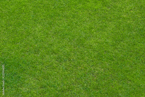 Green grass lawn, natural background