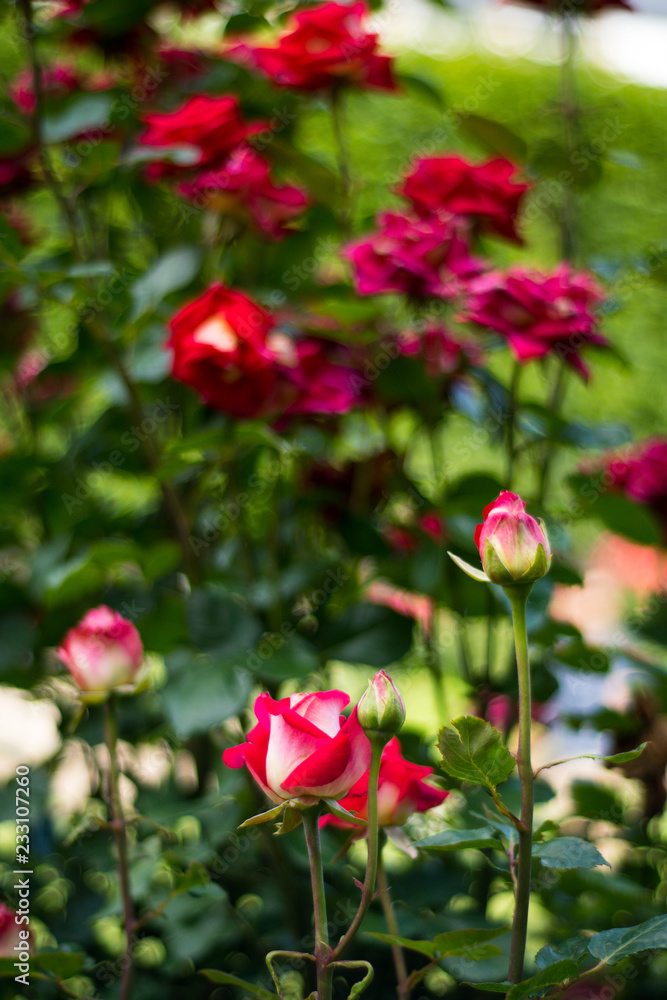 Red roses in Rose garden in the Palais Royal square - Paris, France