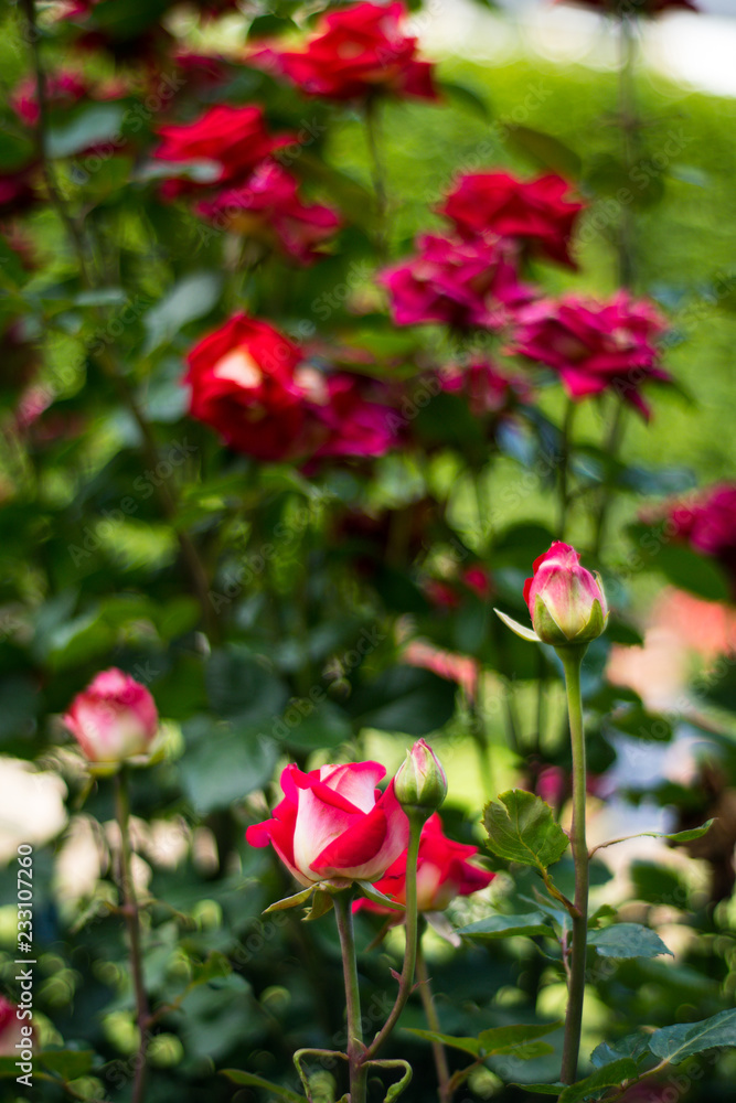 Red roses in Rose garden in the Palais Royal square - Paris, France Red roses in Rose garden in the Palais Royal square - Paris, France