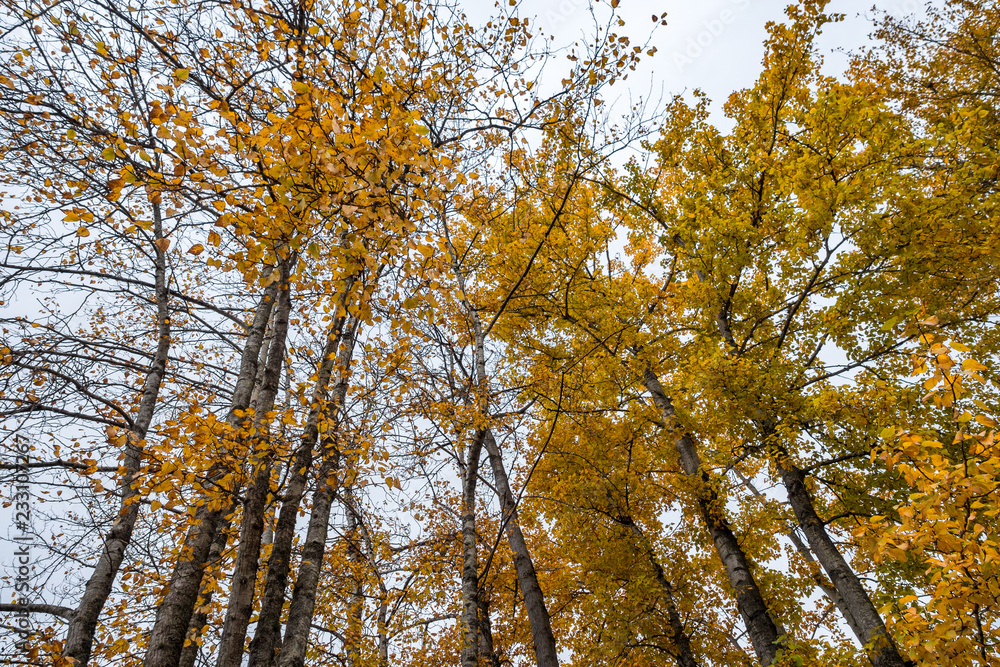 thin and tall trees with golden leaves foliage under cloudy sky thin and tall trees with golden leaves foliage under cloudy sky