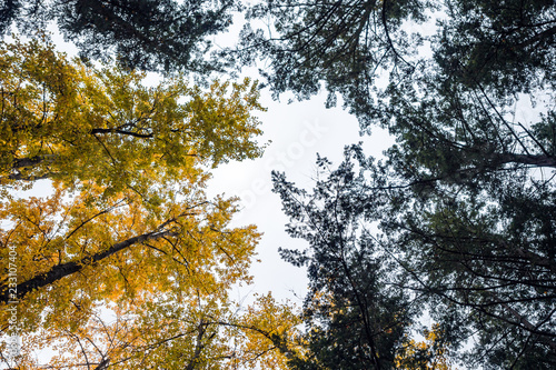 trees with yellow and green leaves under cloudy sky inside forest