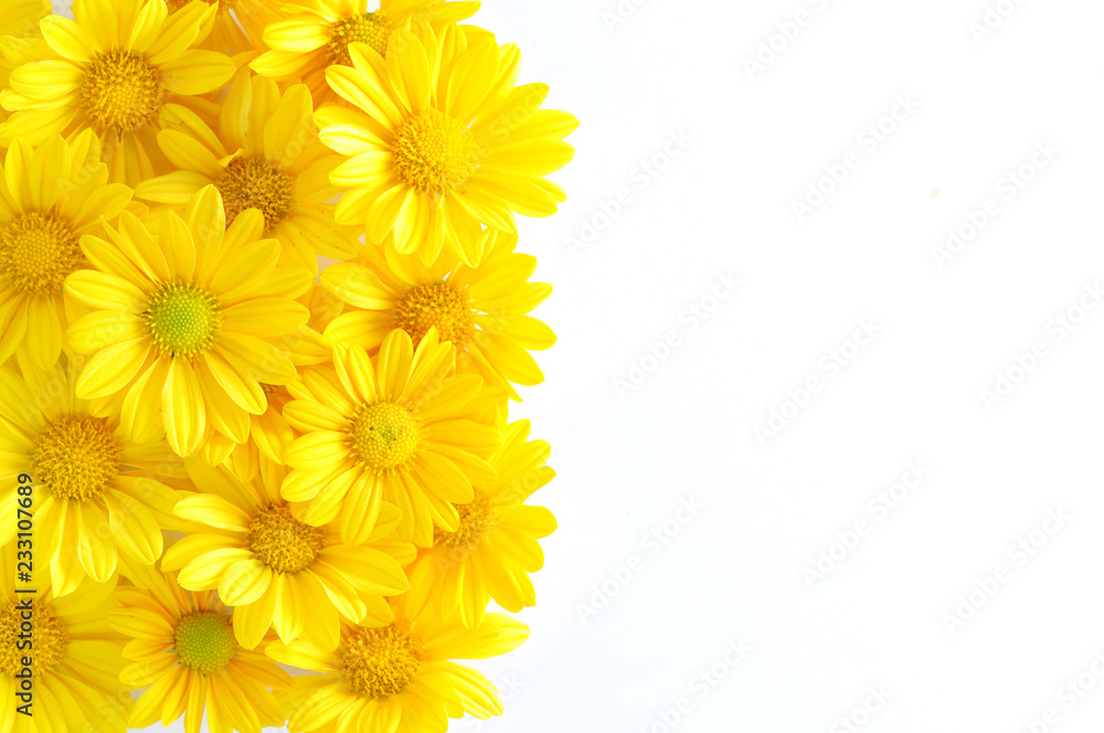 yellow chrysanthemum flowers yellow chrysanthemum flowers