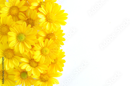 yellow chrysanthemum flowers