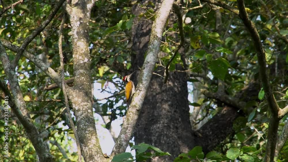 Himalayan Flameback Woodpecker (Dinopium shorii), also known as the Himalayan Goldenback Sitting on Tree Himalayan Flameback Woodpecker (Dinopium shorii), also known as the Himalayan Goldenback Sitting on Tree