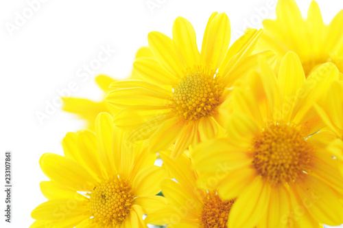 yellow chrysanthemum flowers