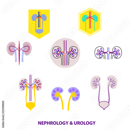 Set template simple style logo, banner, poster, flyer for medical clinic, cabinet. Concept image with nephrology, urology, urogenital system, kidney. Vector illustration