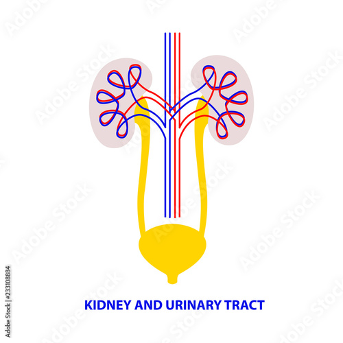 Silhouette human kidney and urinary tract. Template logo for medical clinic, cabinet. Vector illustration