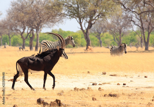 Beautiful Sable Antelope with oxpeckers on his back with zebra in the background standing on the dry yellow african plains in Hwange National Park, Zimbabwl