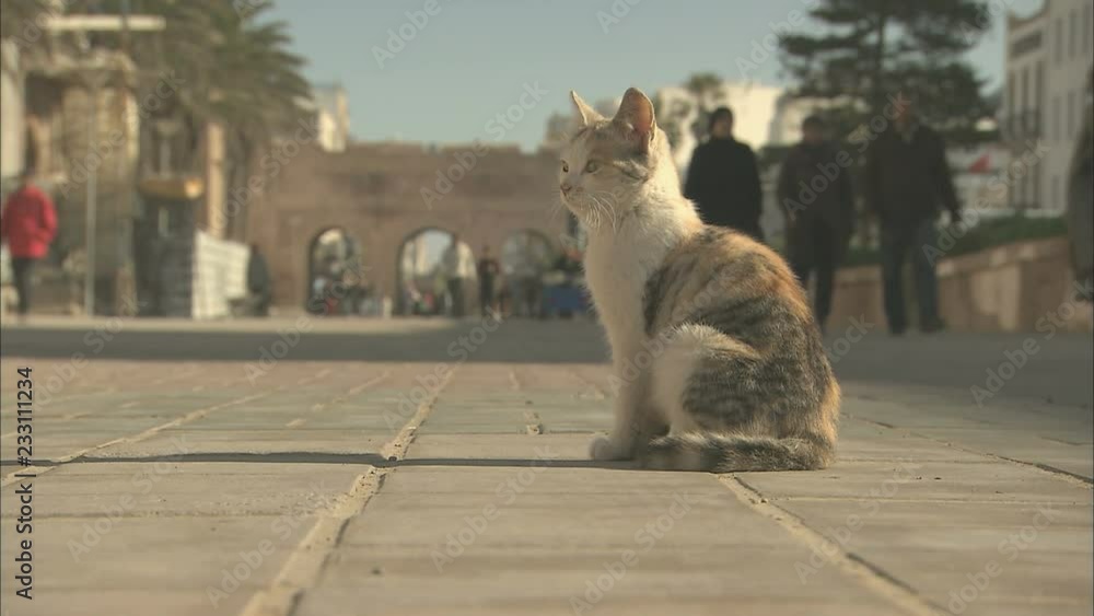 A wild stray cat sat on the street, Morocco A wild stray cat sat on the street, Morocco