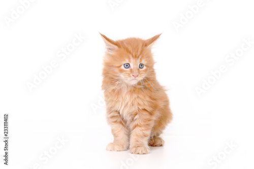 kitten of maine coon on white background © zhagunov_a