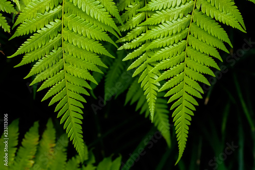 Fern leaves on black background in a garden