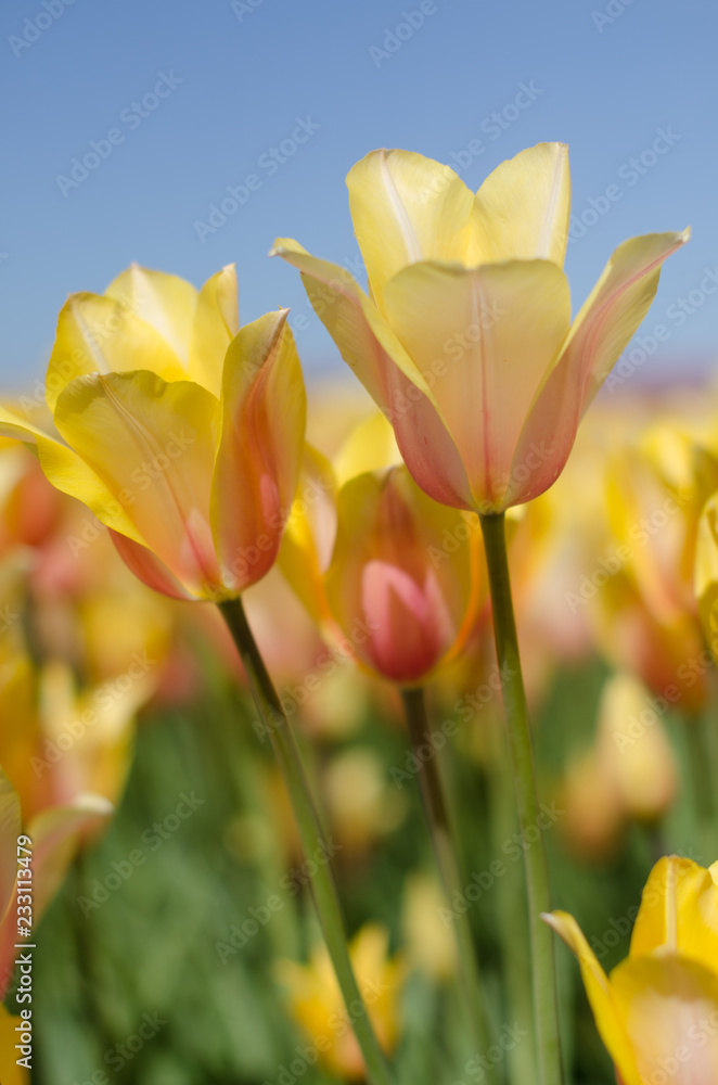 yellow tulips on a background of blue sky