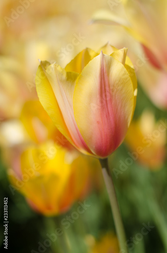 yellow tulips in the garden