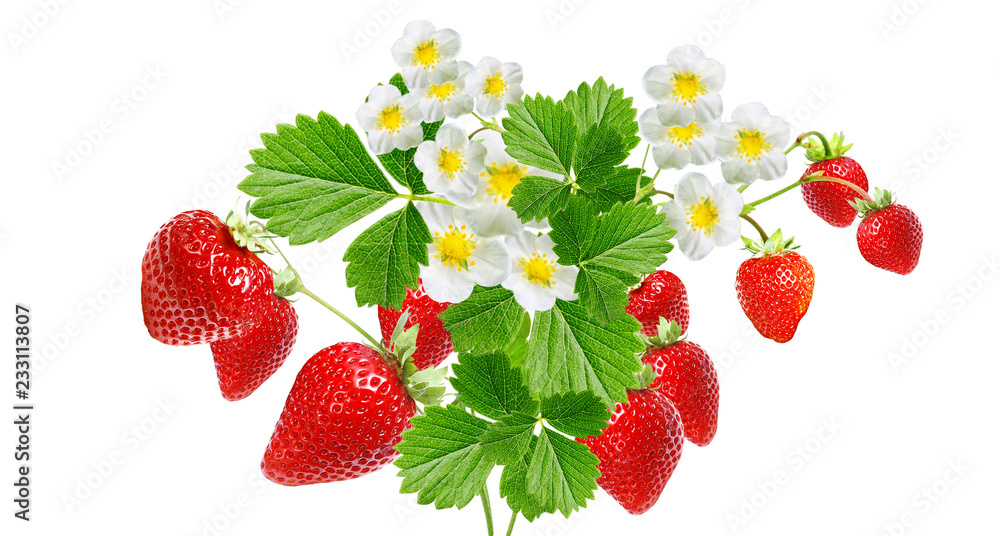 red tasty strawberries on white
