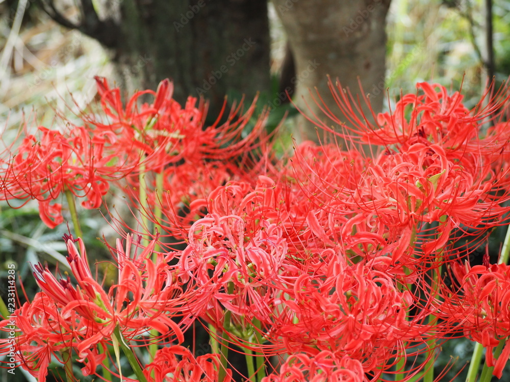 red spider lily red spider lily