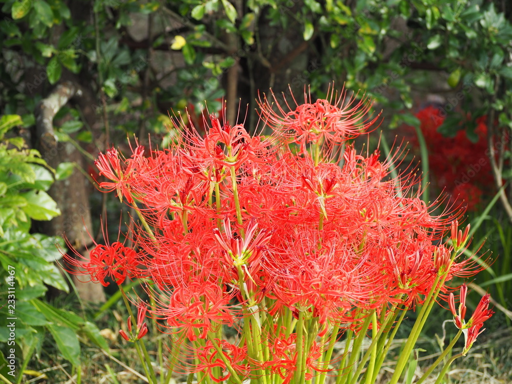 red spider lily red spider lily