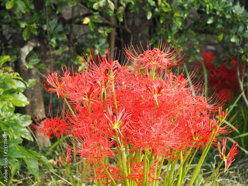 red spider lily