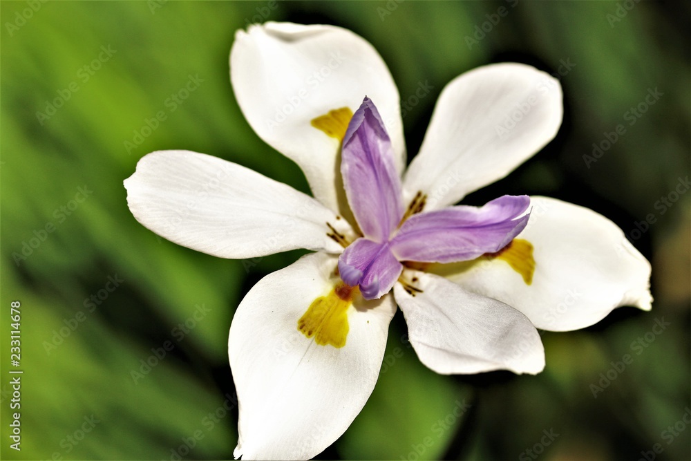 Fototapeta premium white flower